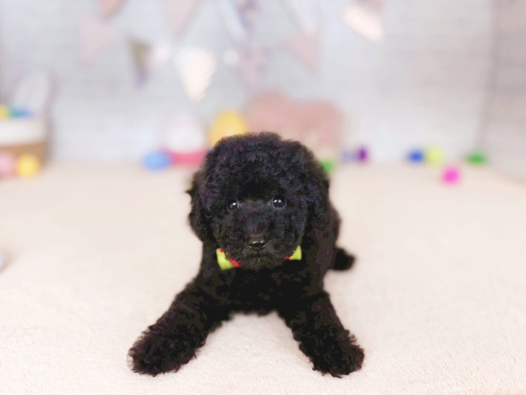 北海道のトイプードル(トイ) (ペットショップだんぼ/2026年5月21日生まれ/男の子/ブラック)の子犬の4枚目の画像