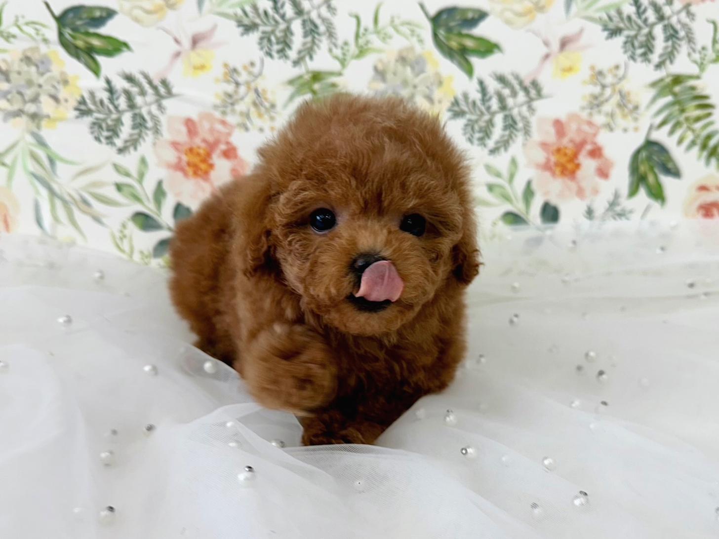 大阪府のトイプードル(タイニー) (ぱぴぷぺっと大阪店/2026年2月18日生まれ/女の子/レッド)の子犬の1枚目の画像