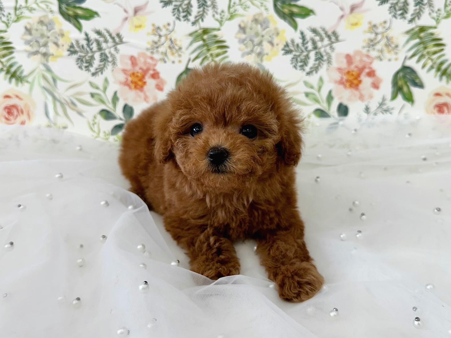 大阪府のトイプードル(タイニー) (ぱぴぷぺっと大阪店/2026年2月18日生まれ/女の子/レッド)の子犬の2枚目の画像