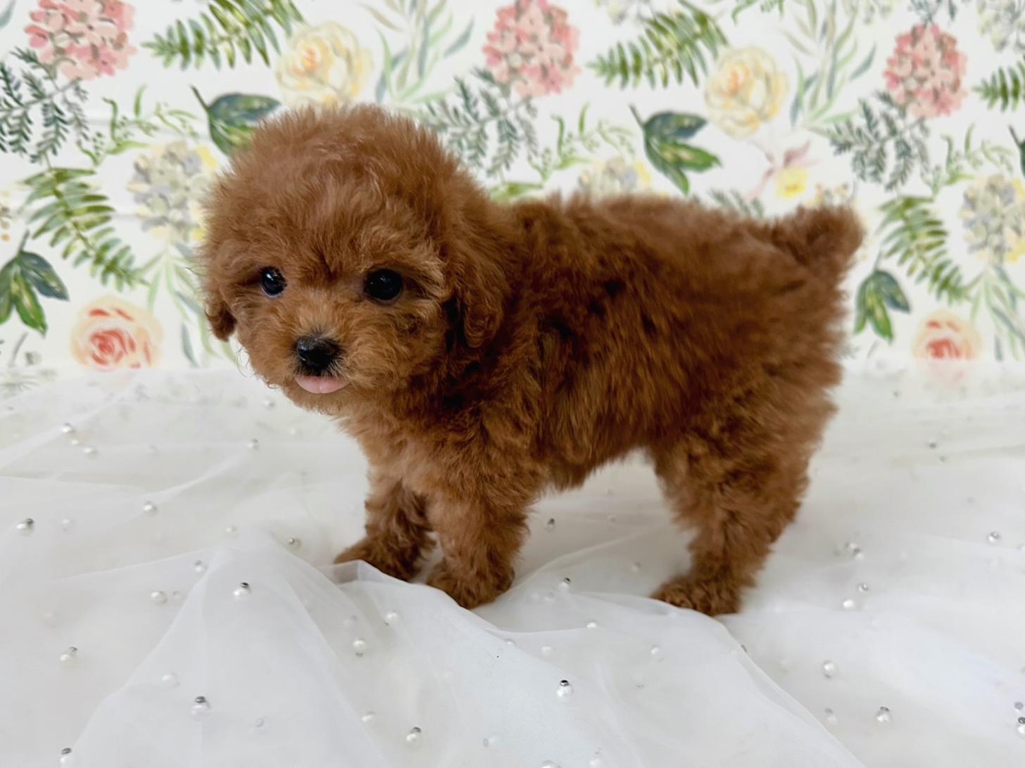 大阪府のトイプードル(タイニー) (ぱぴぷぺっと大阪店/2026年2月18日生まれ/女の子/レッド)の子犬の3枚目の画像