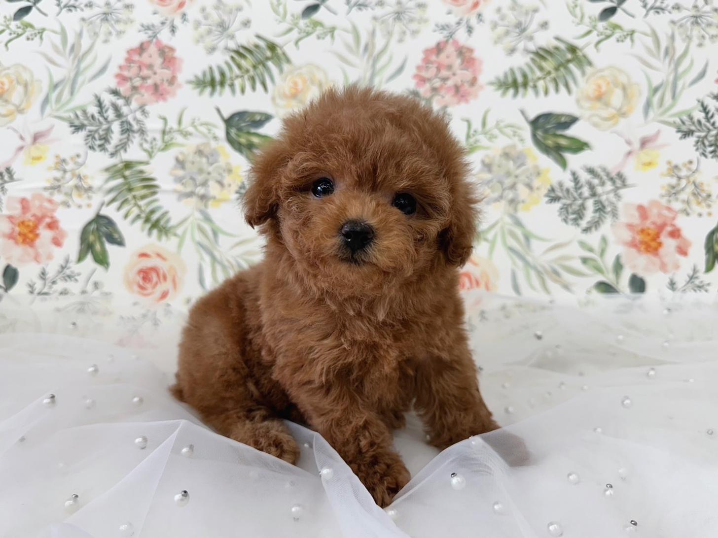 大阪府のトイプードル(タイニー) (ぱぴぷぺっと大阪店/2026年2月18日生まれ/女の子/レッド)の子犬の4枚目の画像