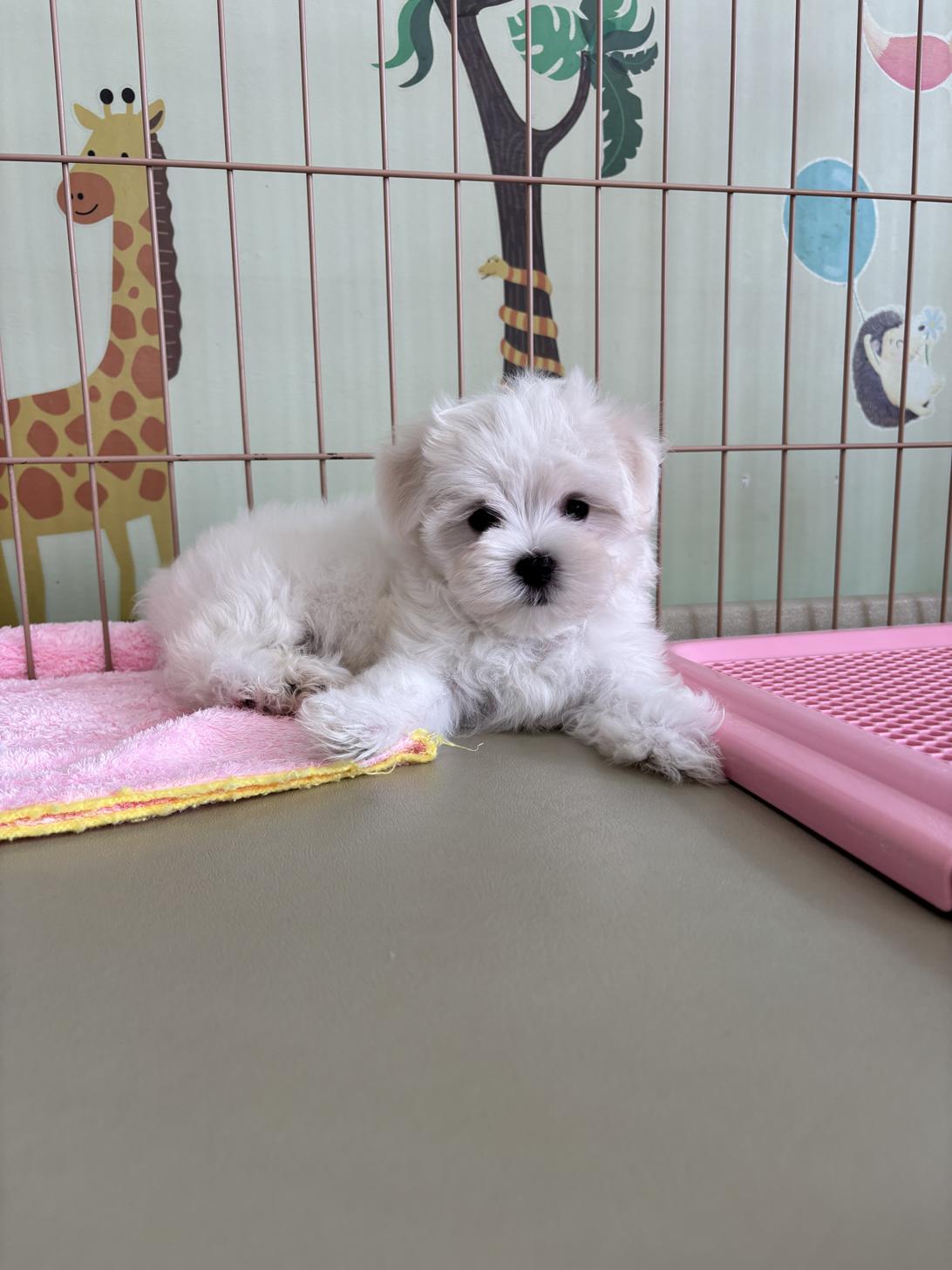 愛知県のマルチーズ (子いぬの足あと/2025年7月24日生まれ/女の子/ホワイト)の子犬