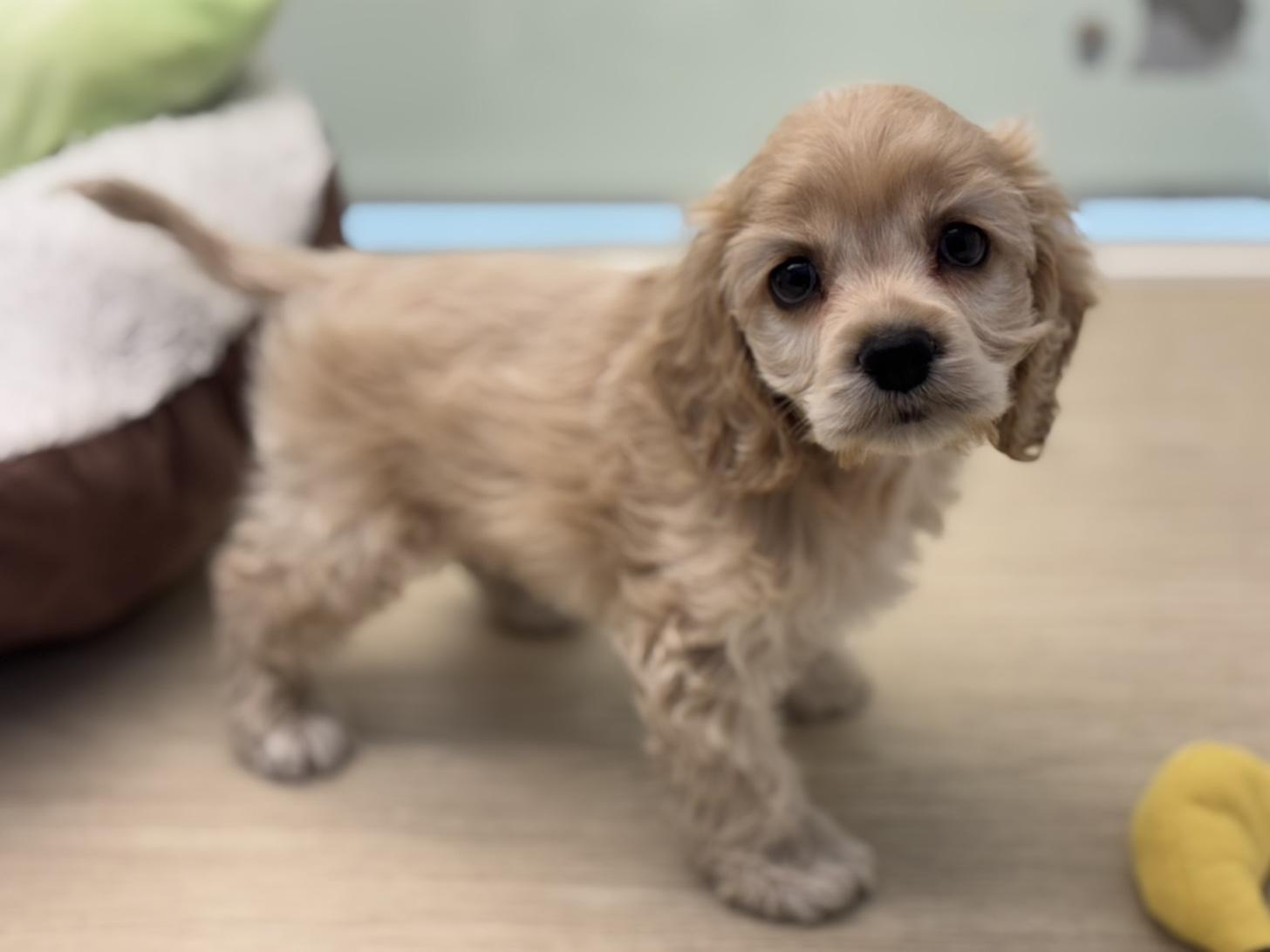 神奈川県のアメリカンコッカースパニエル (Doggy Style 小田原店/2025年8月28日生まれ/男の子/バフ)の子犬