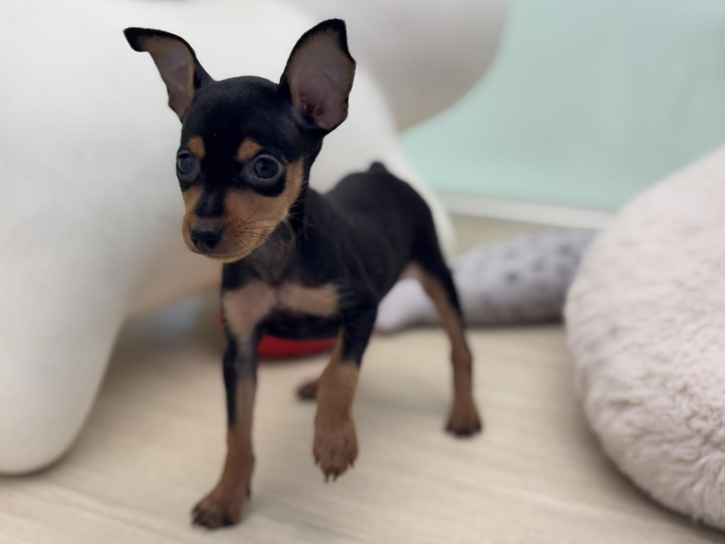 神奈川県のミニチュアピンシャー (Doggy Style 小田原店/2025年4月26日生まれ/男の子/ブラックタン)の子犬の3枚目の画像