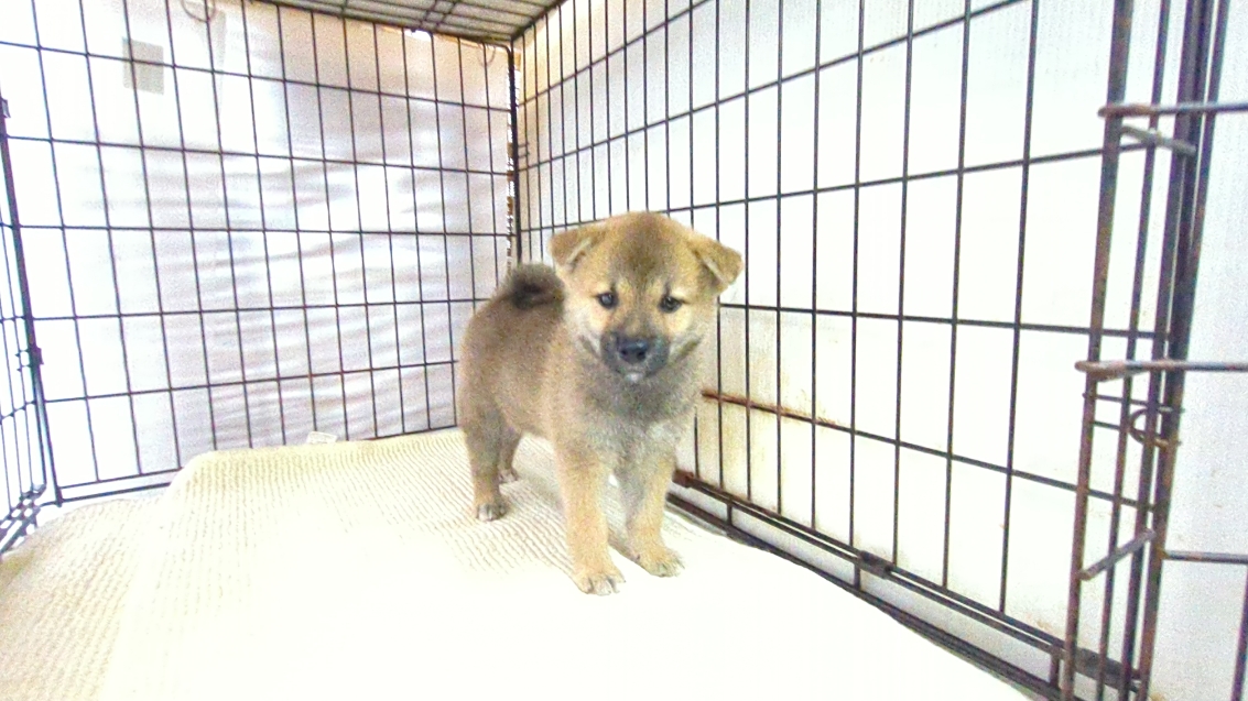 茨城県の柴犬(標準サイズ) (ペットショップスズキ/2026年7月16日生まれ/女の子/レッド)の子犬の3枚目の画像
