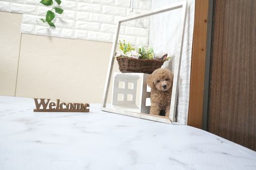 滋賀県のトイプードル(タイニー) (いっぷく湖南店/2025年11月1日生まれ/女の子/オレンジフォーン)の子犬の1枚目の画像