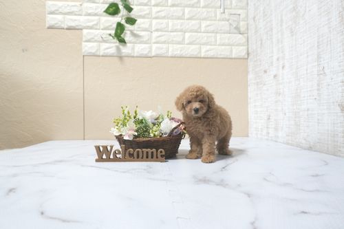 滋賀県のトイプードル(タイニー) (いっぷく湖南店/2025年11月1日生まれ/女の子/オレンジフォーン)の子犬の2枚目の画像