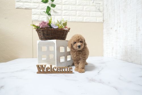 滋賀県のトイプードル(タイニー) (いっぷく湖南店/2025年11月1日生まれ/女の子/オレンジフォーン)の子犬の3枚目の画像