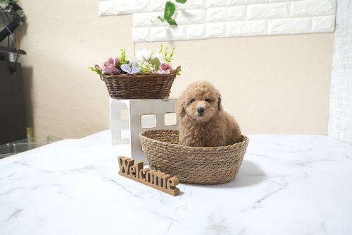 滋賀県のトイプードル(タイニー) (いっぷく湖南店/2025年11月1日生まれ/女の子/オレンジフォーン)の子犬の4枚目の画像