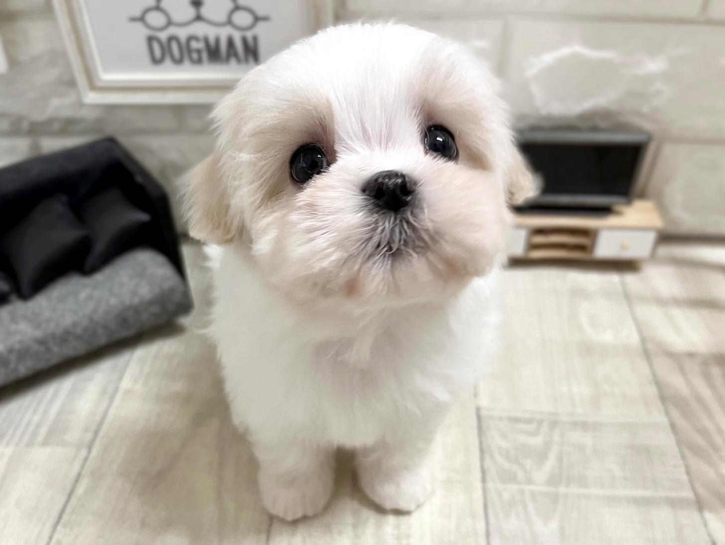 大阪府のマルズー/マルシーズ(マルチーズ×シーズー) (DOGMAN平野瓜破店/2026年1月26日生まれ/男の子/ホワイトゴールド)の子犬の1枚目の画像