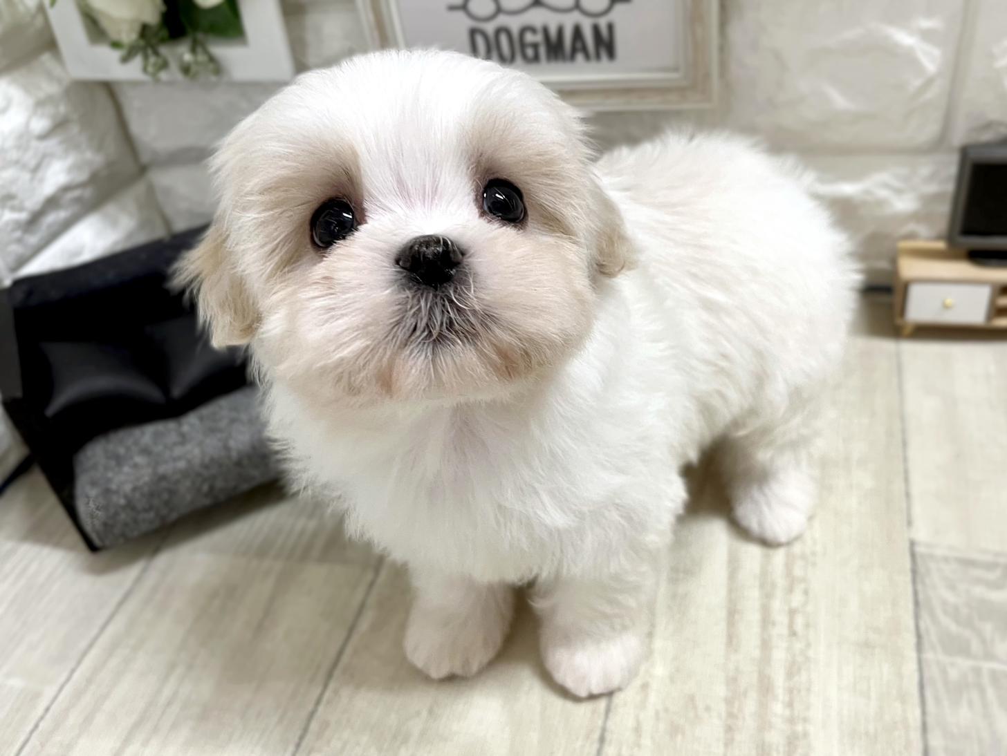 大阪府のマルズー/マルシーズ(マルチーズ×シーズー) (DOGMAN平野瓜破店/2026年1月26日生まれ/男の子/ホワイトゴールド)の子犬の3枚目の画像