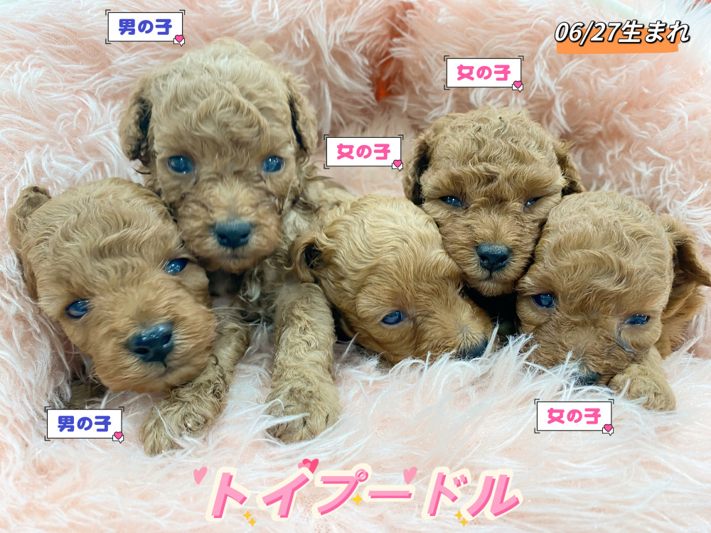 新潟県のトイプードル(トイ) (竹内ペット 新津本店/2026年6月27日生まれ/男の子/レッド)の子犬の1枚目の画像