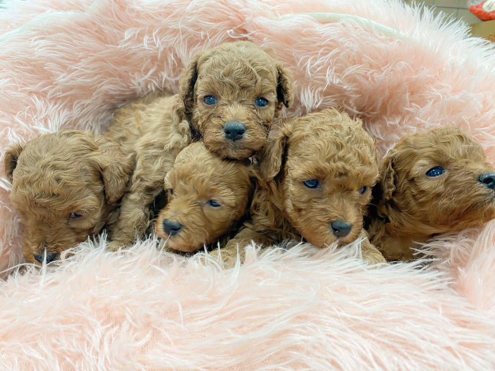新潟県のトイプードル(トイ) (竹内ペット 新津本店/2026年6月27日生まれ/男の子/レッド)の子犬の3枚目の画像