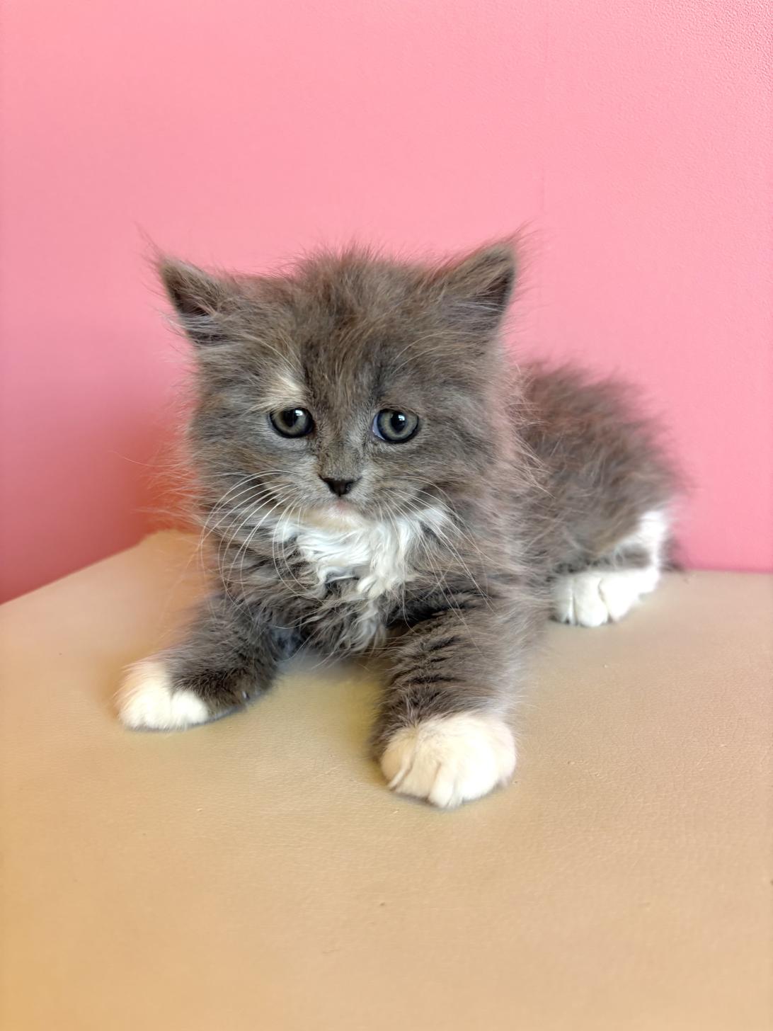 埼玉県のラグドール×サイベリアン (ペッツスマイル南中野店/2026年1月11日生まれ/女の子/その他色)の子猫の1枚目の画像