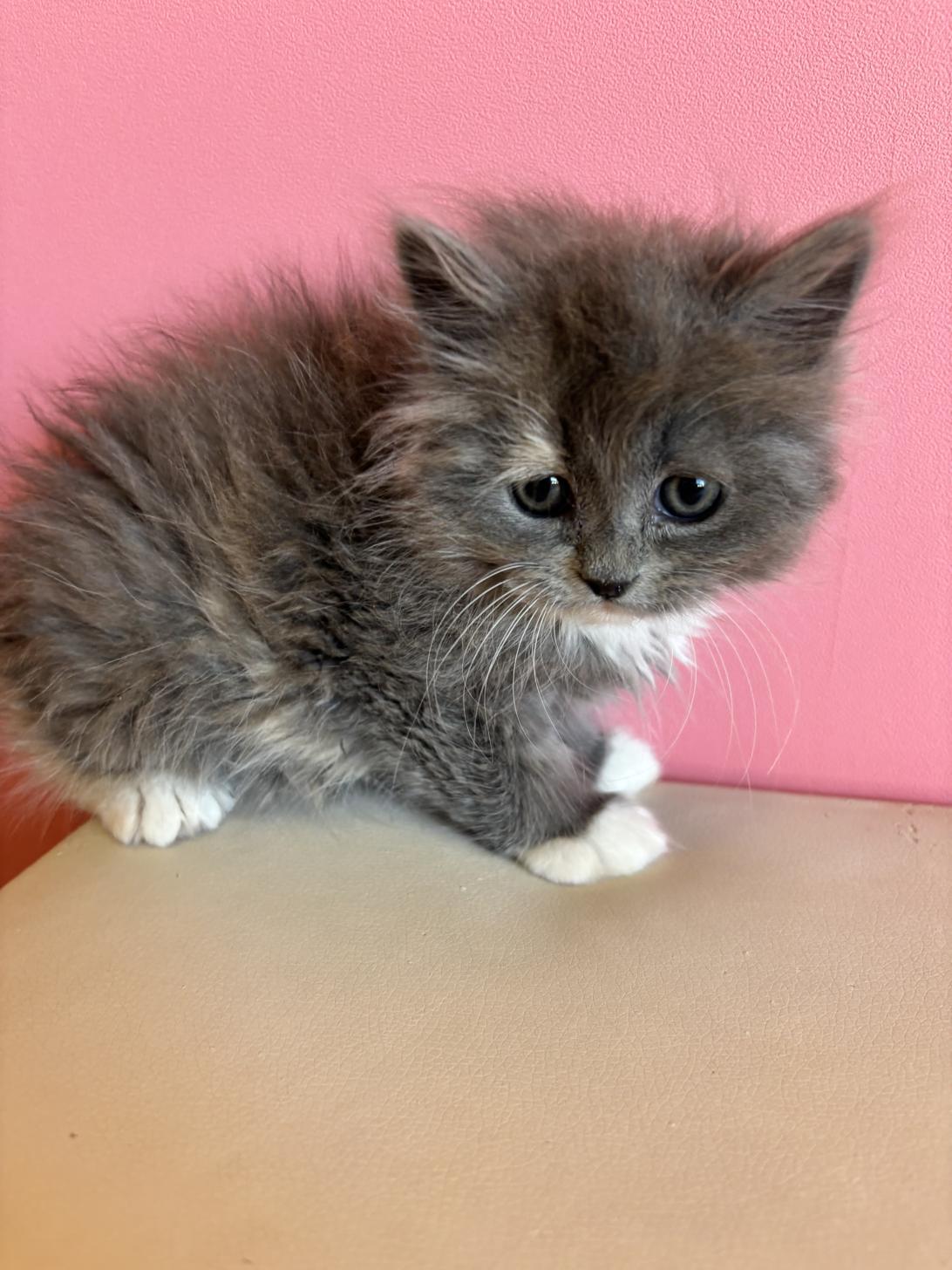 埼玉県のラグドール×サイベリアン (ペッツスマイル南中野店/2026年1月11日生まれ/女の子/その他色)の子猫の2枚目の画像