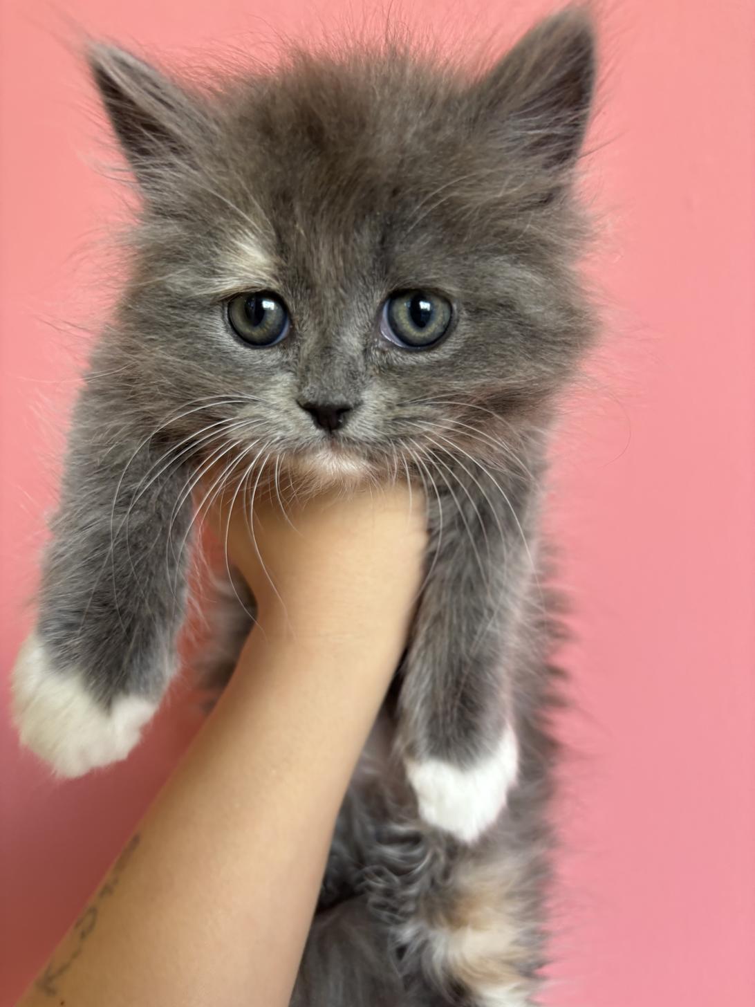 埼玉県のラグドール×サイベリアン (ペッツスマイル南中野店/2026年1月11日生まれ/女の子/その他色)の子猫の3枚目の画像