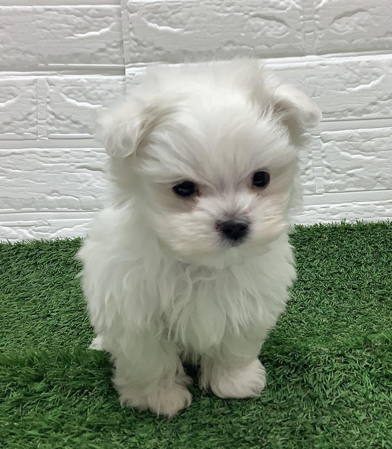 福岡県のマルチーズ (ディスワン ドッグズホーム大野城店/2025年8月31日生まれ/男の子/ホワイト)の子犬
