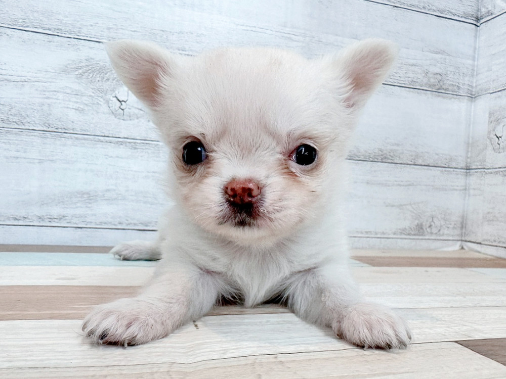 新潟県のチワワ(ロング) (竹内ペット 新潟西店/2025年11月2日生まれ/女の子/クリーム)の子犬