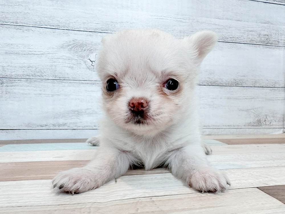 新潟県のチワワ(ロング) (竹内ペット 新潟西店/2025年11月2日生まれ/女の子/クリーム)の子犬の2枚目の画像