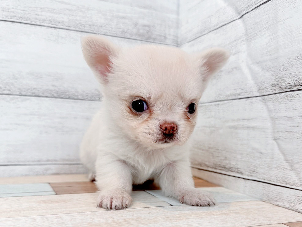 新潟県のチワワ(ロング) (竹内ペット 新潟西店/2025年11月2日生まれ/女の子/クリーム)の子犬の3枚目の画像