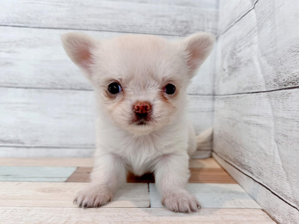 新潟県のチワワ(ロング) (竹内ペット 新潟西店/2025年11月2日生まれ/女の子/クリーム)の子犬の4枚目の画像