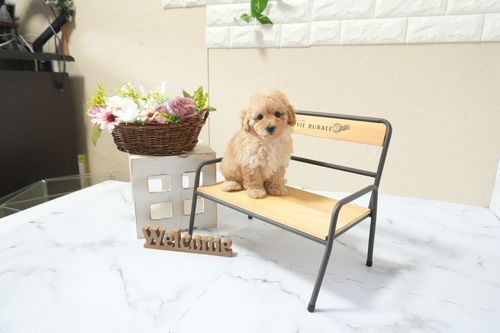 滋賀県のトイプードル(タイニー) (いっぷく湖南店/2026年2月15日生まれ/女の子/オレンジフォーン)の子犬の1枚目の画像