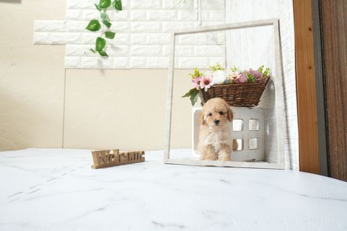 滋賀県のトイプードル(タイニー) (いっぷく湖南店/2026年2月15日生まれ/女の子/オレンジフォーン)の子犬の2枚目の画像