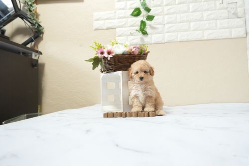 滋賀県のトイプードル(タイニー) (いっぷく湖南店/2026年2月15日生まれ/女の子/オレンジフォーン)の子犬の3枚目の画像