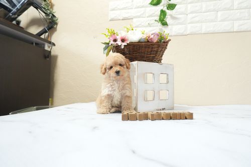 滋賀県のトイプードル(タイニー) (いっぷく湖南店/2026年2月15日生まれ/女の子/オレンジフォーン)の子犬の4枚目の画像