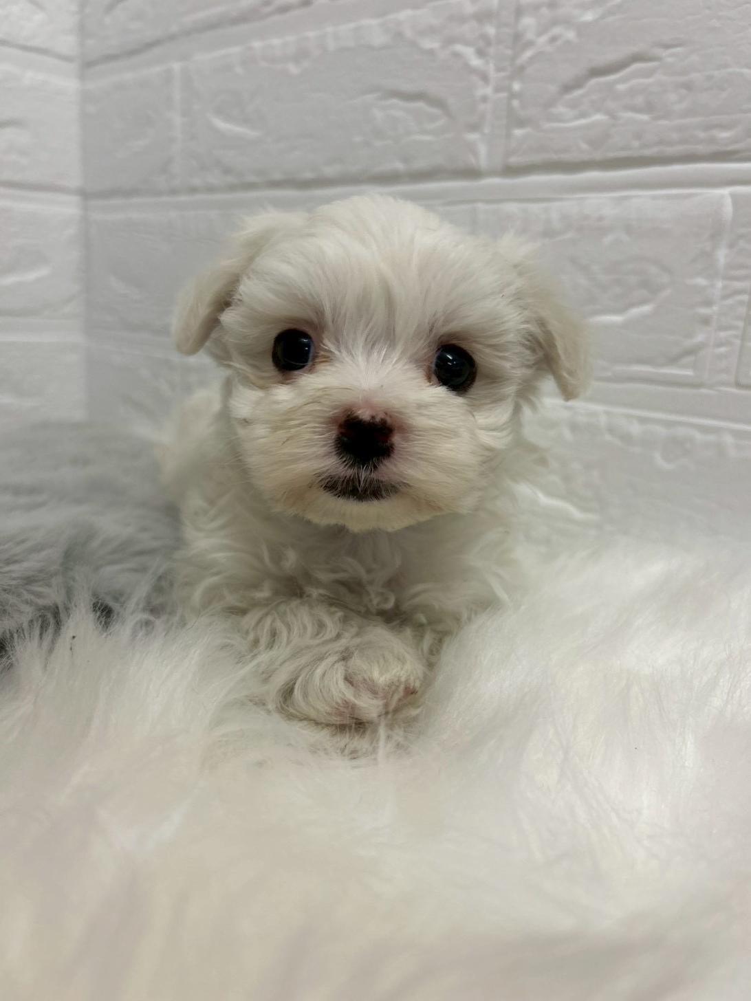 東京都のマルチーズ (ペットショップcoco東京港区店/2025年11月24日生まれ/女の子/ホワイト)の子犬