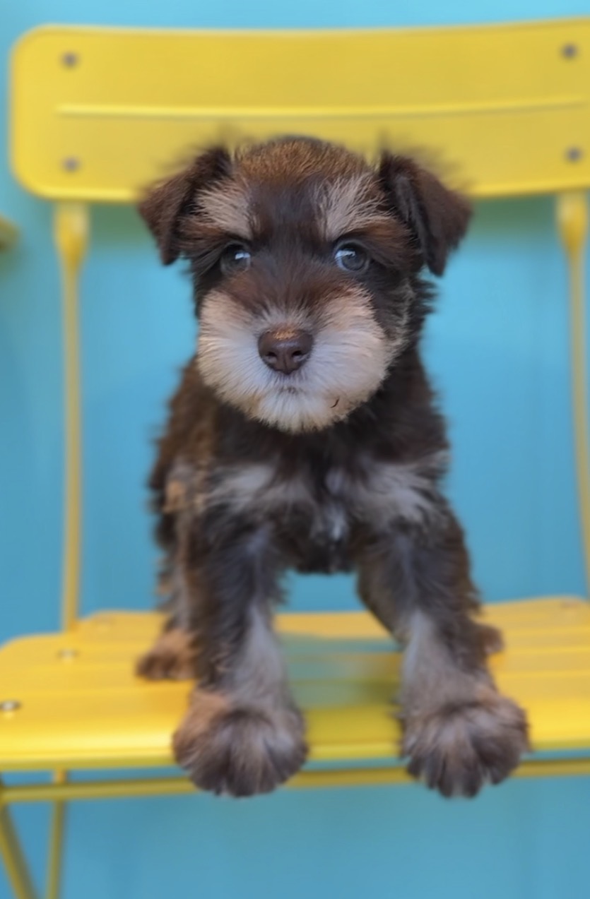 埼玉県のミニチュアシュナウザー (PET SHOP Tiny tales/2025年9月29日生まれ/男の子/レバータン)の子犬の1枚目の画像