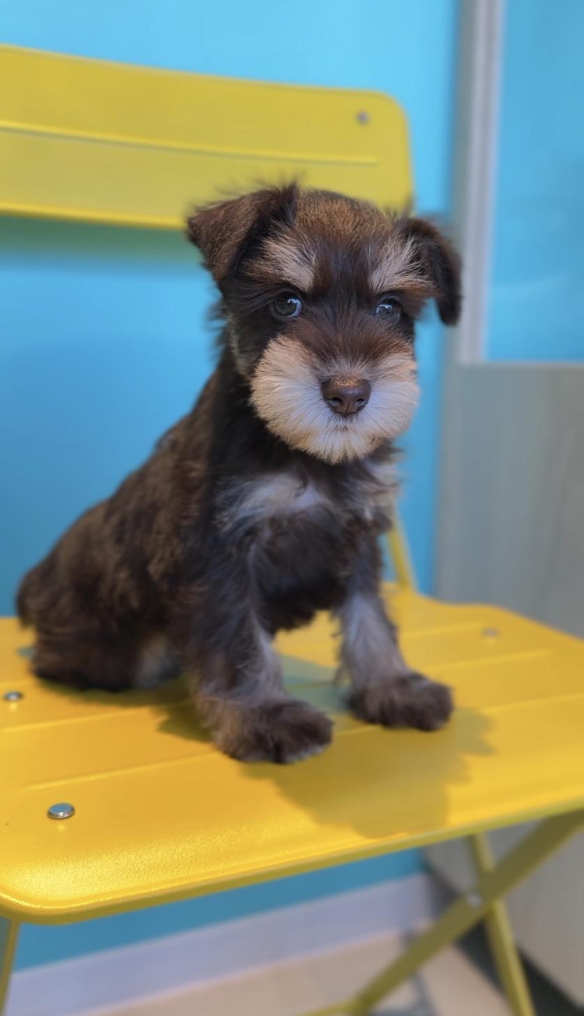 埼玉県のミニチュアシュナウザー (PET SHOP Tiny tales/2025年9月29日生まれ/男の子/レバータン)の子犬の2枚目の画像