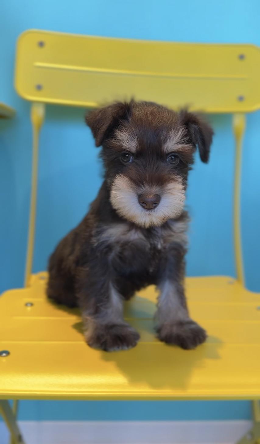 埼玉県のミニチュアシュナウザー (PET SHOP Tiny tales/2025年9月29日生まれ/男の子/レバータン)の子犬の3枚目の画像