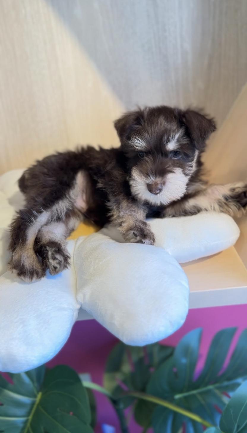 埼玉県のミニチュアシュナウザー (PET SHOP Tiny tales/2025年9月29日生まれ/男の子/レバータン)の子犬の4枚目の画像