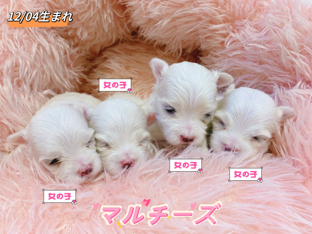新潟県のマルチーズ (竹内ペット 新津本店/2025年12月4日生まれ/女の子/ホワイト)の子犬の1枚目の画像