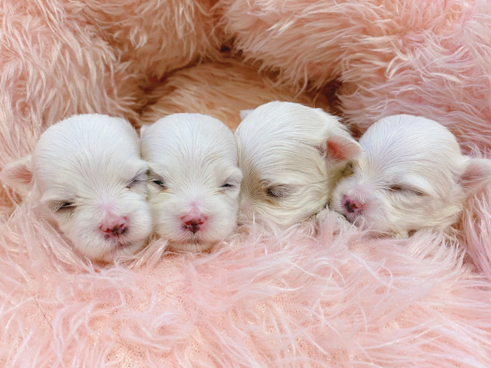 新潟県のマルチーズ (竹内ペット 新津本店/2025年12月4日生まれ/女の子/ホワイト)の子犬の2枚目の画像