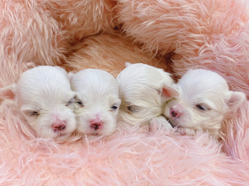 新潟県のマルチーズ (竹内ペット 新津本店/2025年12月4日生まれ/女の子/ホワイト)の子犬の3枚目の画像