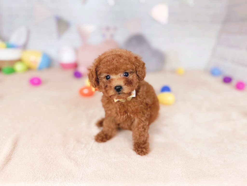 北海道のトイプードル(トイ) (ペットショップだんぼ/2026年7月23日生まれ/女の子/レッド)の子犬の1枚目の画像