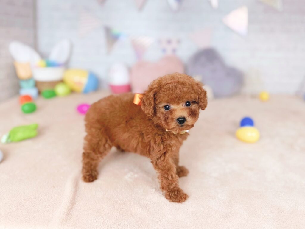 北海道のトイプードル(トイ) (ペットショップだんぼ/2026年7月23日生まれ/女の子/レッド)の子犬の2枚目の画像