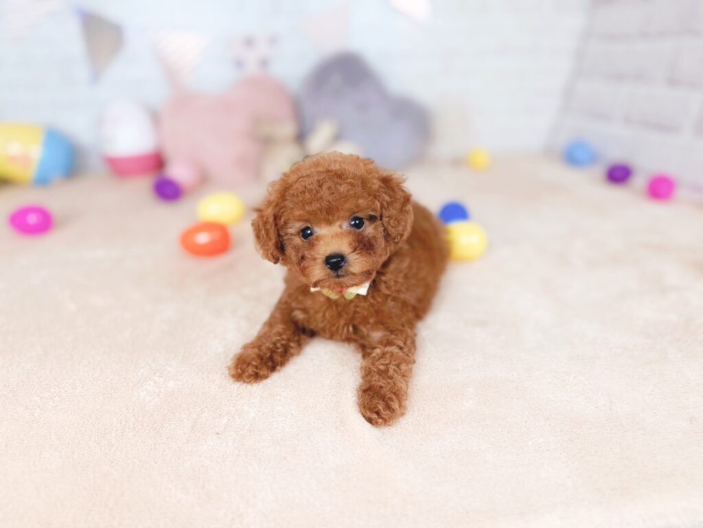 北海道のトイプードル(トイ) (ペットショップだんぼ/2026年7月23日生まれ/女の子/レッド)の子犬の3枚目の画像