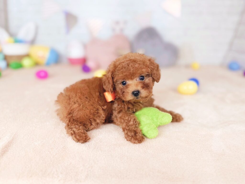 北海道のトイプードル(トイ) (ペットショップだんぼ/2026年7月23日生まれ/女の子/レッド)の子犬の4枚目の画像