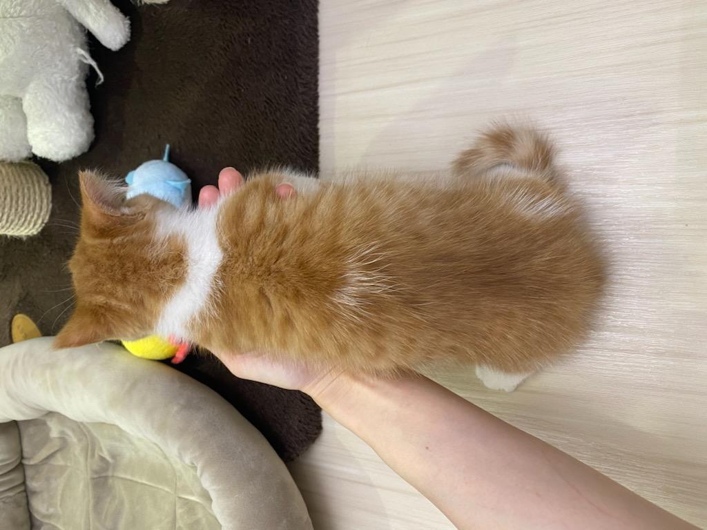 宮城県のマンチカン (ズーズーカンパニー 八乙女店/2026年3月29日生まれ/男の子/レッドタビーホワイト)の子猫の4枚目の画像