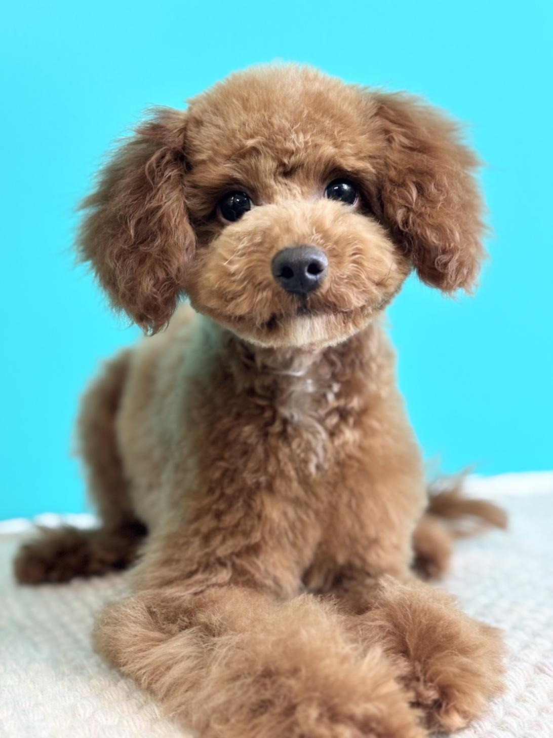 埼玉県のトイプードル(トイ) (ペッツスマイル加須インター店/2025年6月12日生まれ/女の子/レッド)の子犬の1枚目の画像