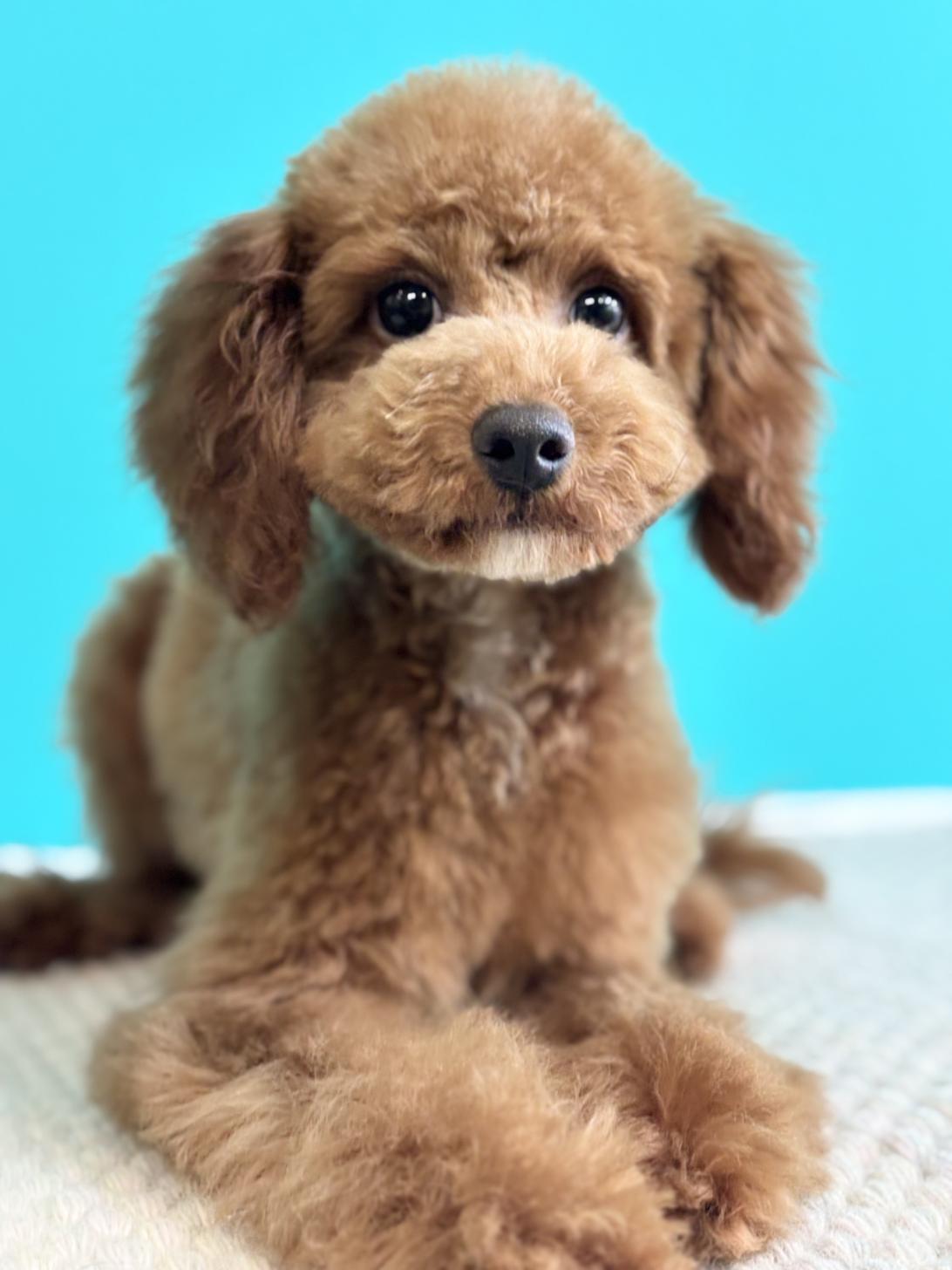 埼玉県のトイプードル(トイ) (ペッツスマイル加須インター店/2025年6月12日生まれ/女の子/レッド)の子犬の2枚目の画像