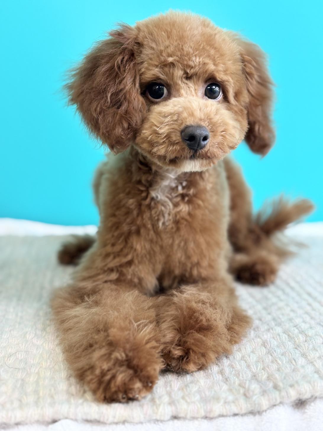 埼玉県のトイプードル(トイ) (ペッツスマイル加須インター店/2025年6月12日生まれ/女の子/レッド)の子犬の3枚目の画像