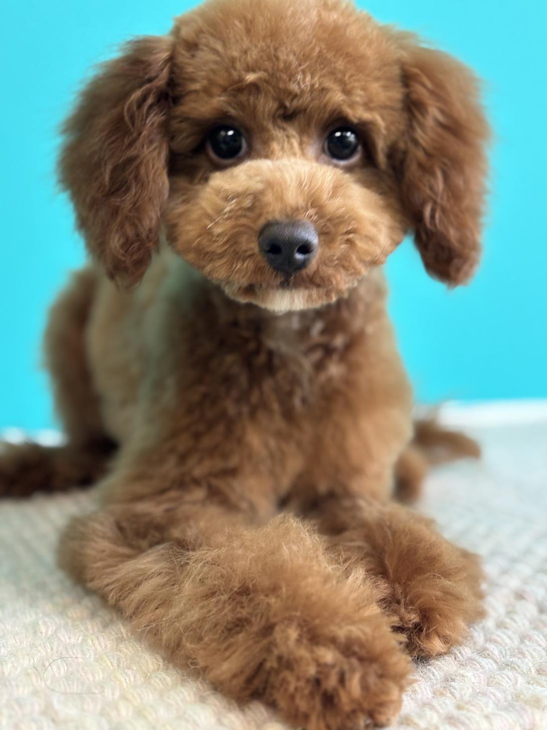 埼玉県のトイプードル(トイ) (ペッツスマイル加須インター店/2025年6月12日生まれ/女の子/レッド)の子犬の4枚目の画像