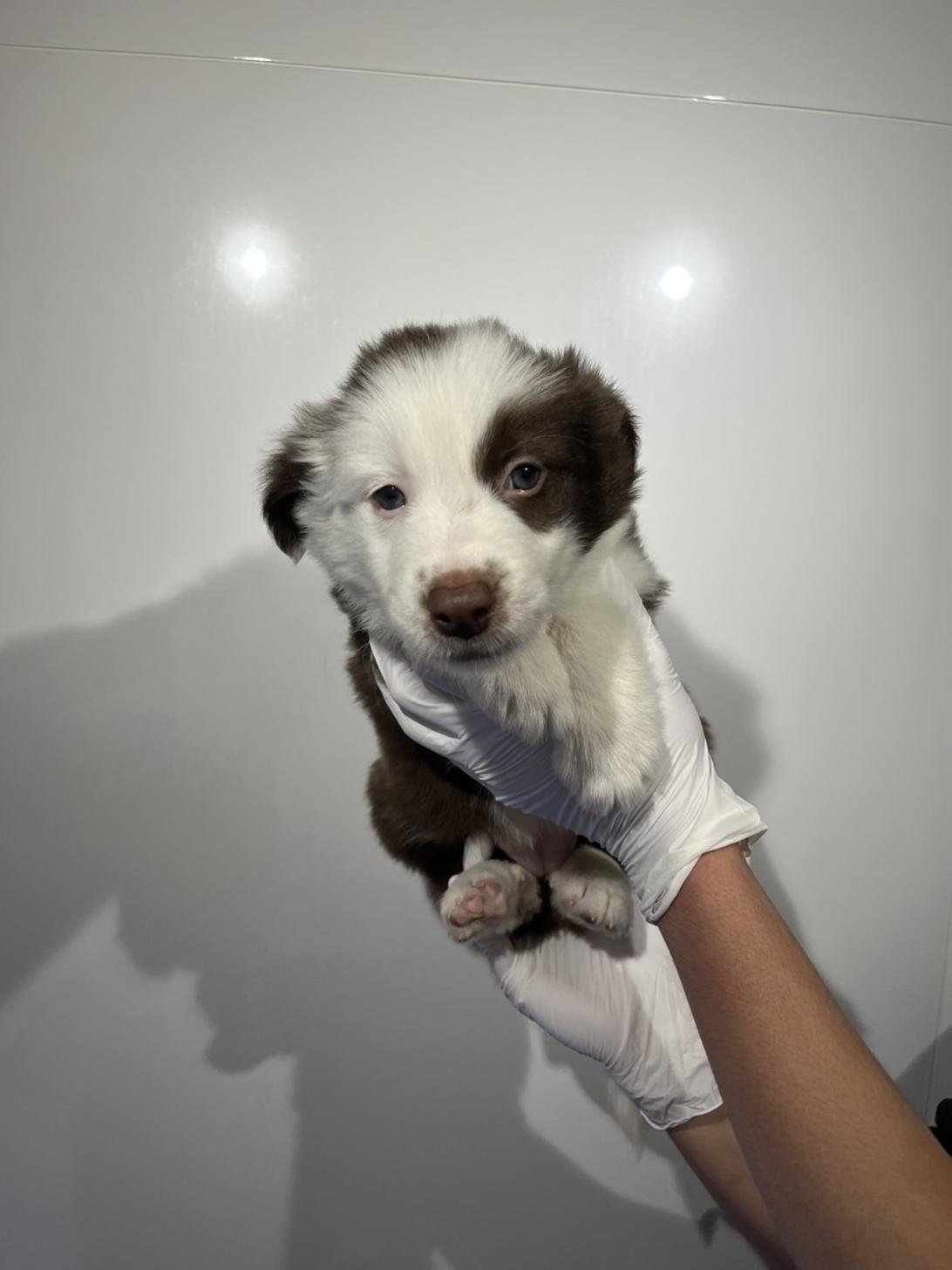 埼玉県のボーダーコリー (ペッツスマイル加須インター店/2026年1月11日生まれ/女の子/チョコレートホワイト)の子犬の1枚目の画像