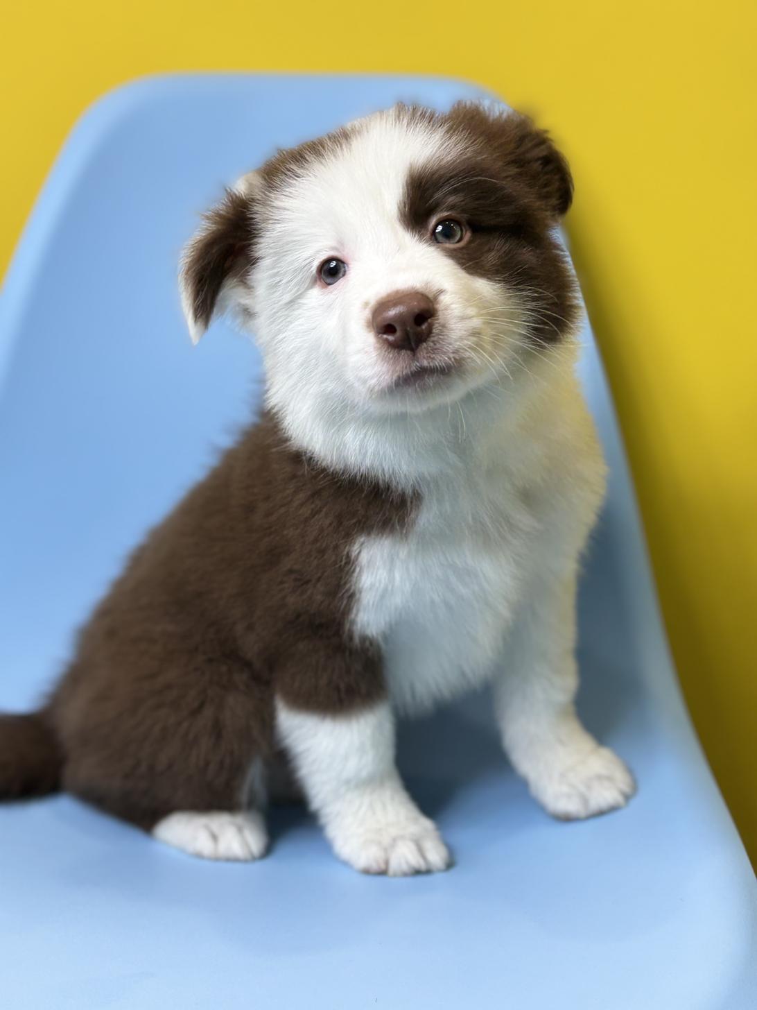 埼玉県のボーダーコリー (ペッツスマイル加須インター店/2026年1月11日生まれ/女の子/チョコレートホワイト)の子犬の1枚目の画像
