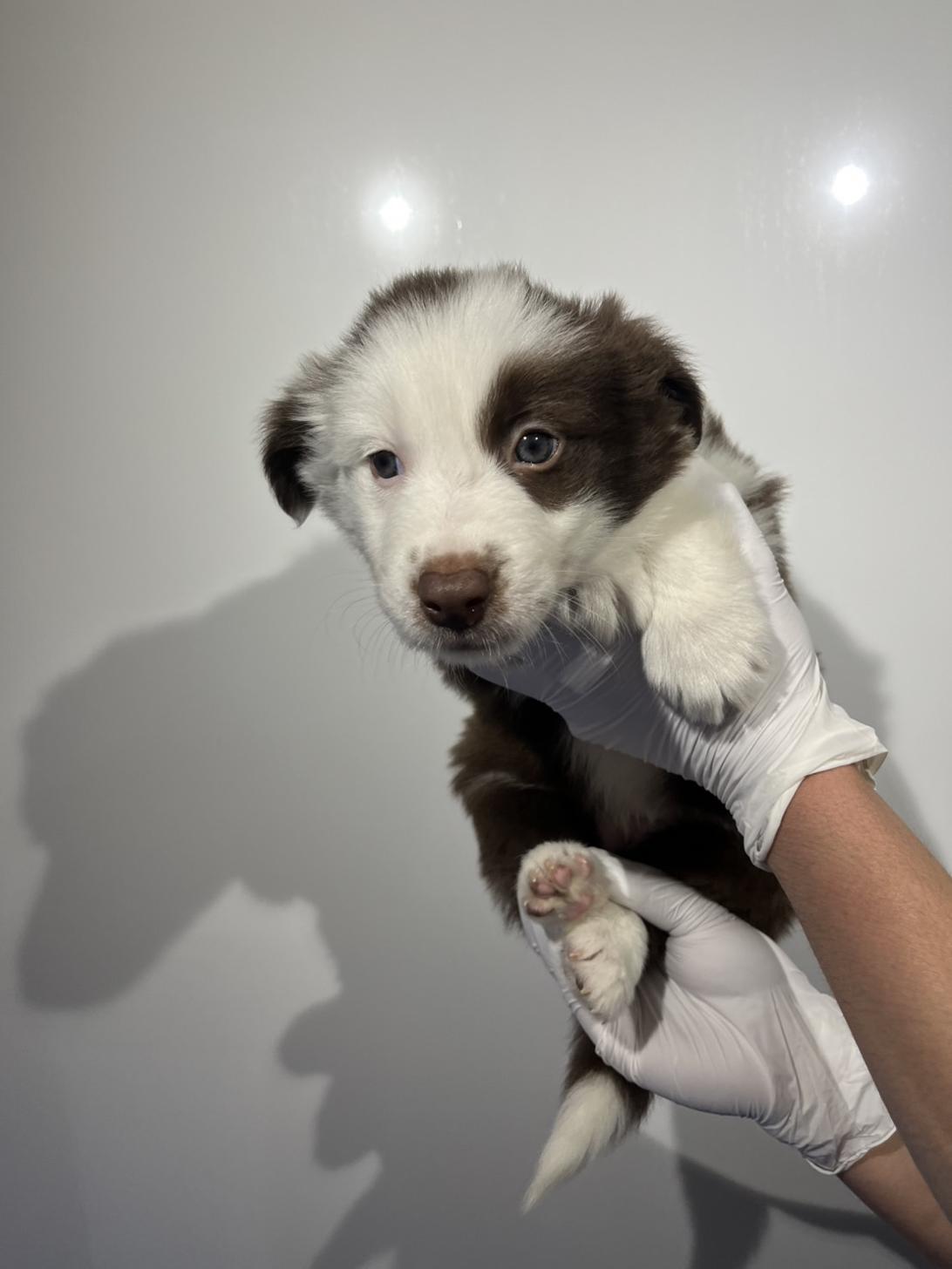 埼玉県のボーダーコリー (ペッツスマイル加須インター店/2026年1月11日生まれ/女の子/チョコレートホワイト)の子犬の2枚目の画像