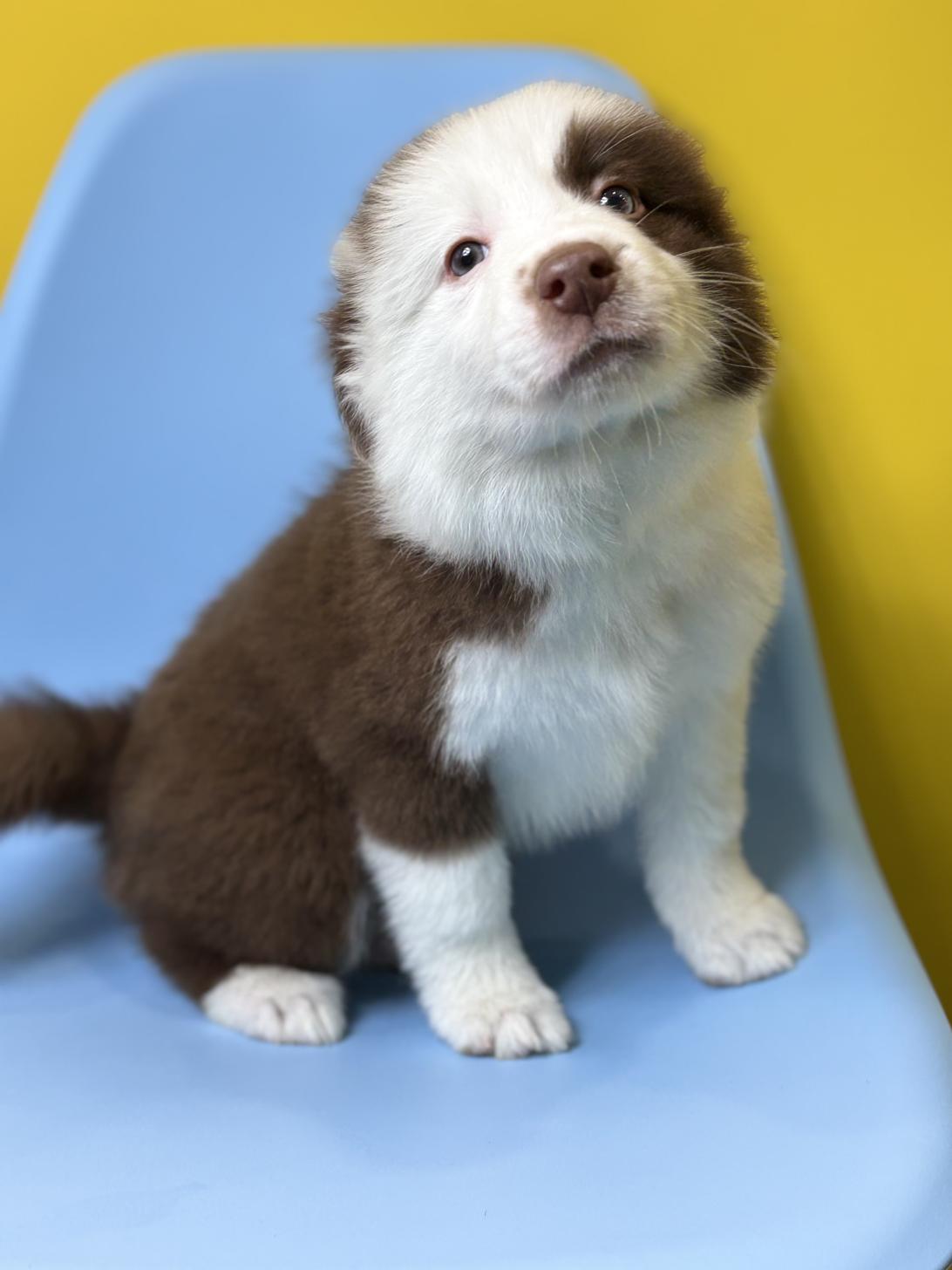 埼玉県のボーダーコリー (ペッツスマイル加須インター店/2026年1月11日生まれ/女の子/チョコレートホワイト)の子犬の2枚目の画像